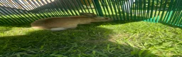Dutch rabbits for sale: Baby Rabbit in Bolton - Advert 2