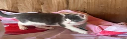 Ragdoll cats for sale: Grey and white Ragdoll X male  - Advert 3
