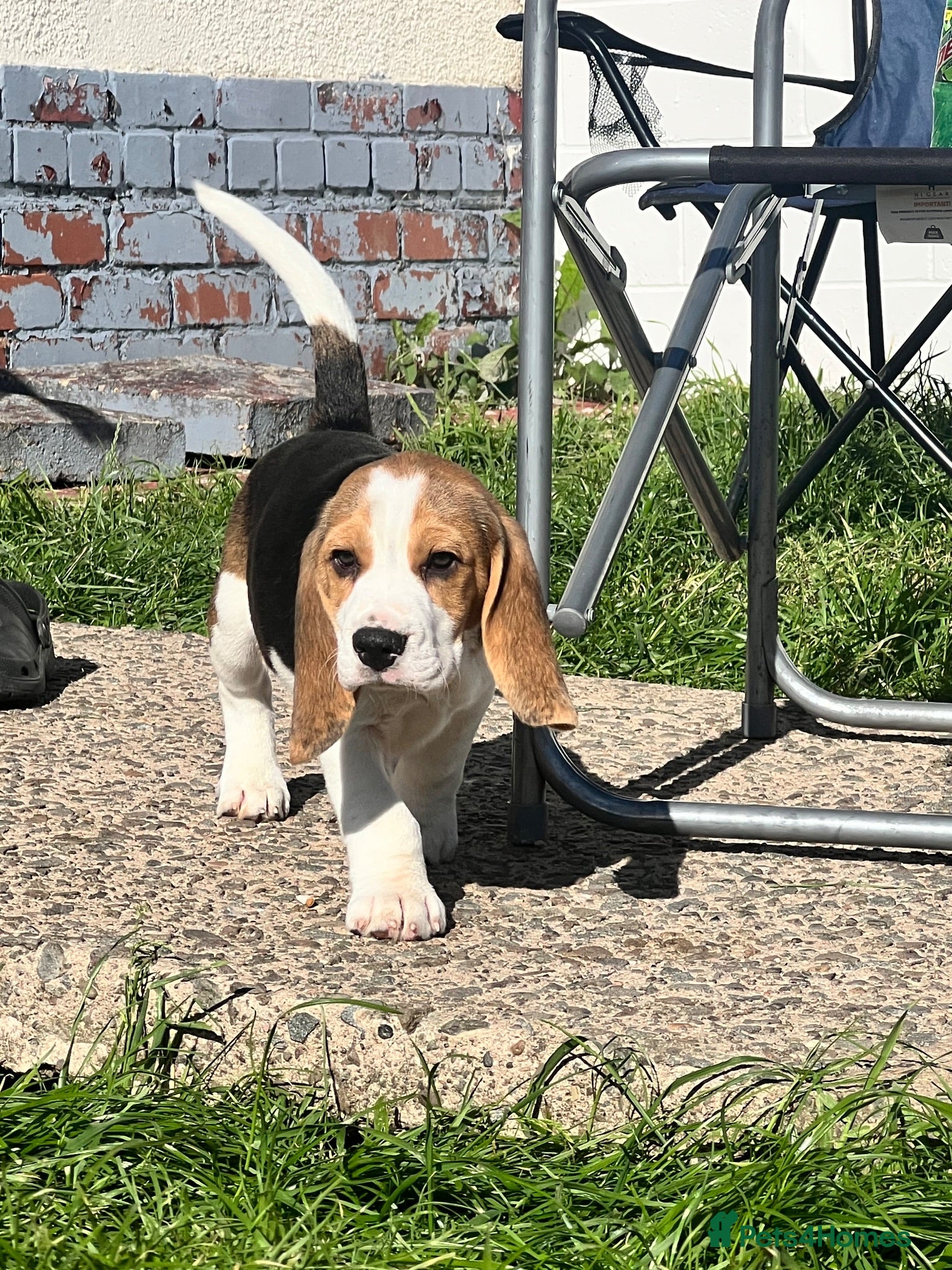 Beagle dogs beagle puppies - Advert 1