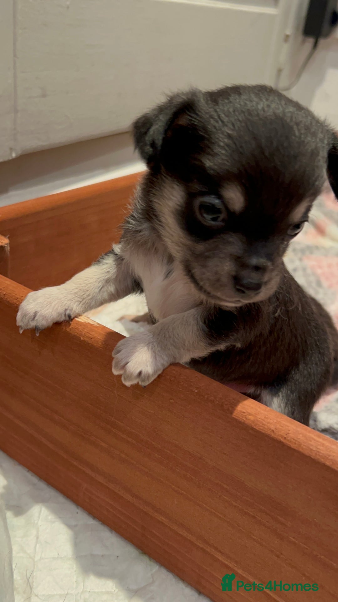 Chiweenie dogs for sale: gorgeous chihuahuas/chiweenie cross pups  - Advert 4