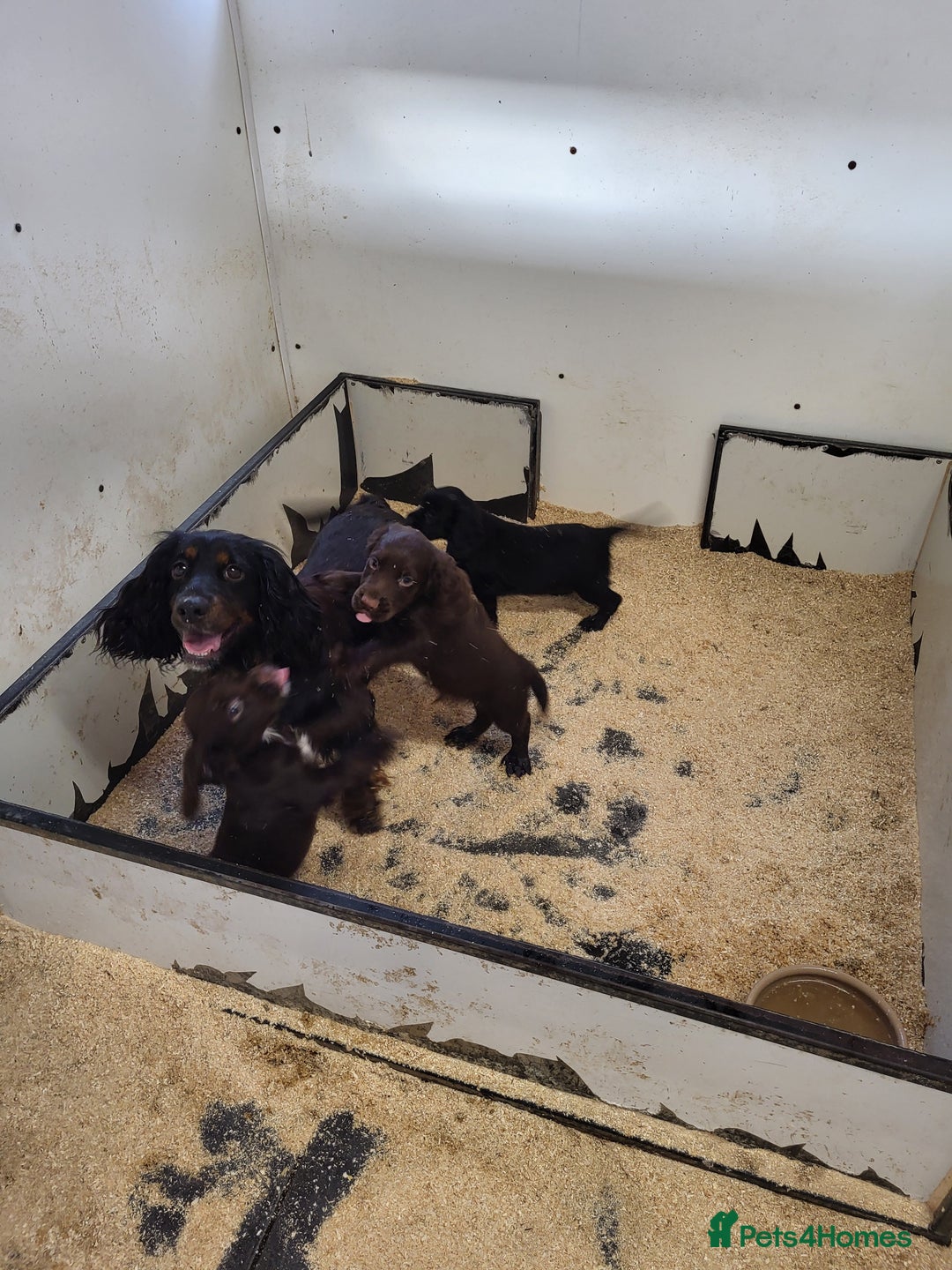 Cocker Spaniel dogs for sale: Cocker spaniel puppies  - Image 5