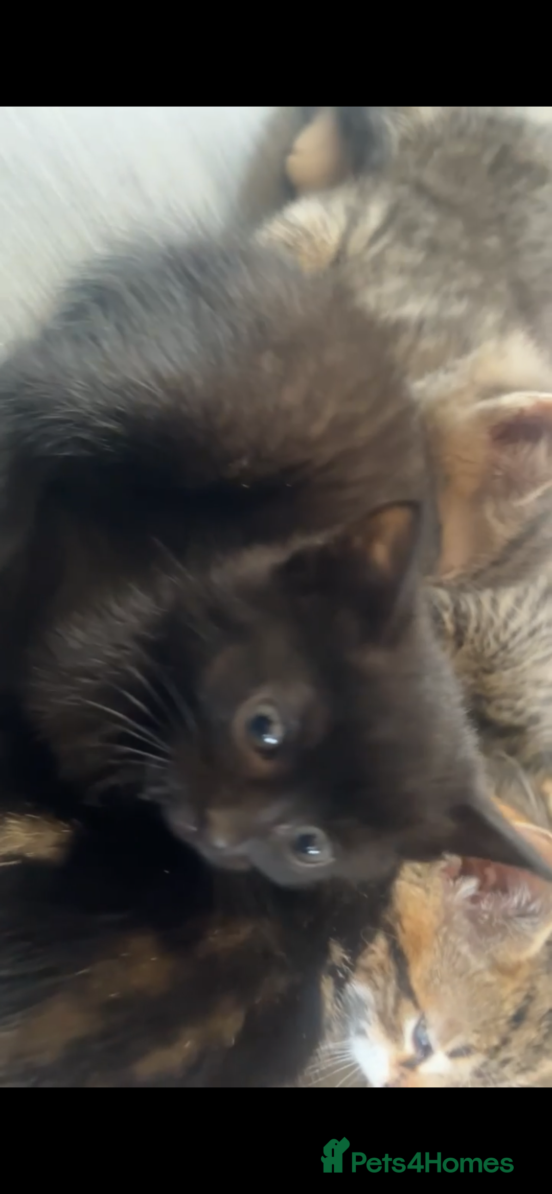 Mixed Breed cats for sale: Kittens for sale  - Image 7