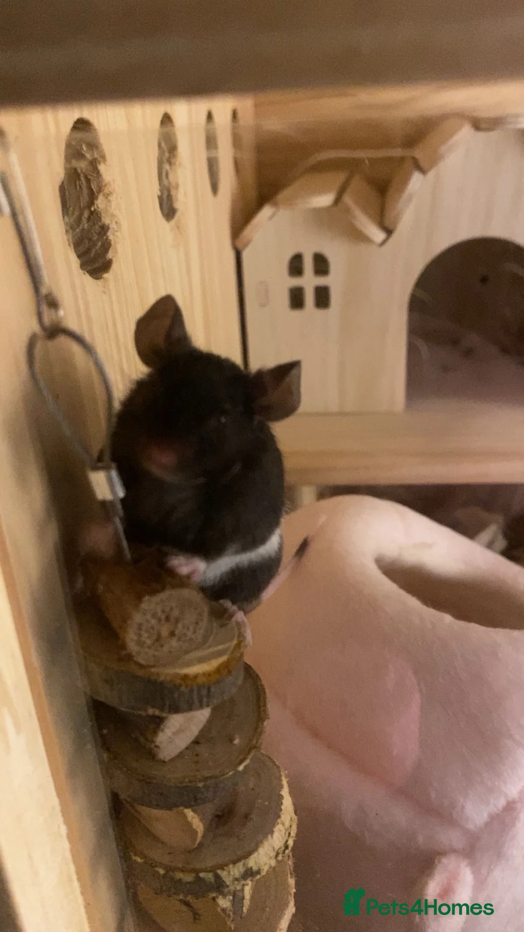Mouse rodents for sale: 3 Fancy Mice For Sale - Advert 1