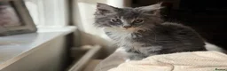 Maine Coon cats for sale: Stunning Gccf reg maine coon kittens  - Advert 24