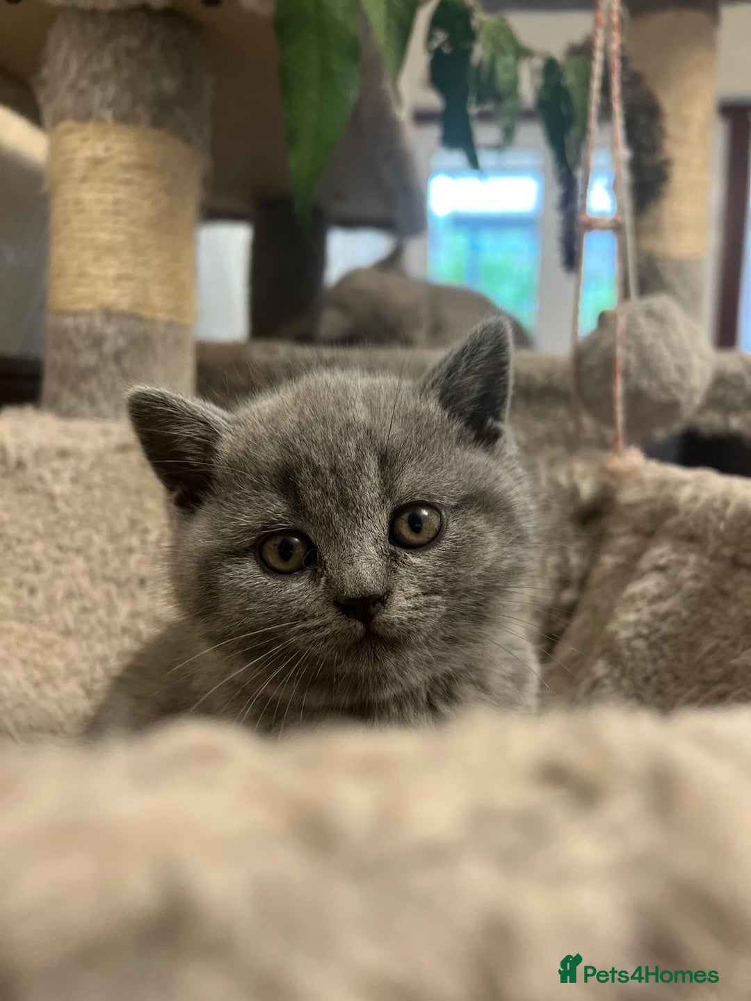 Scottish Fold cats for sale: 🐾 Scottish Fold Kittens – Sweet, Rare & Ready Now - Image 19