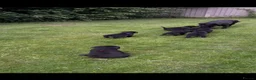 Labrador Retriever dogs for sale: RKC Black Labrador Puppies for Sale - Advert 2