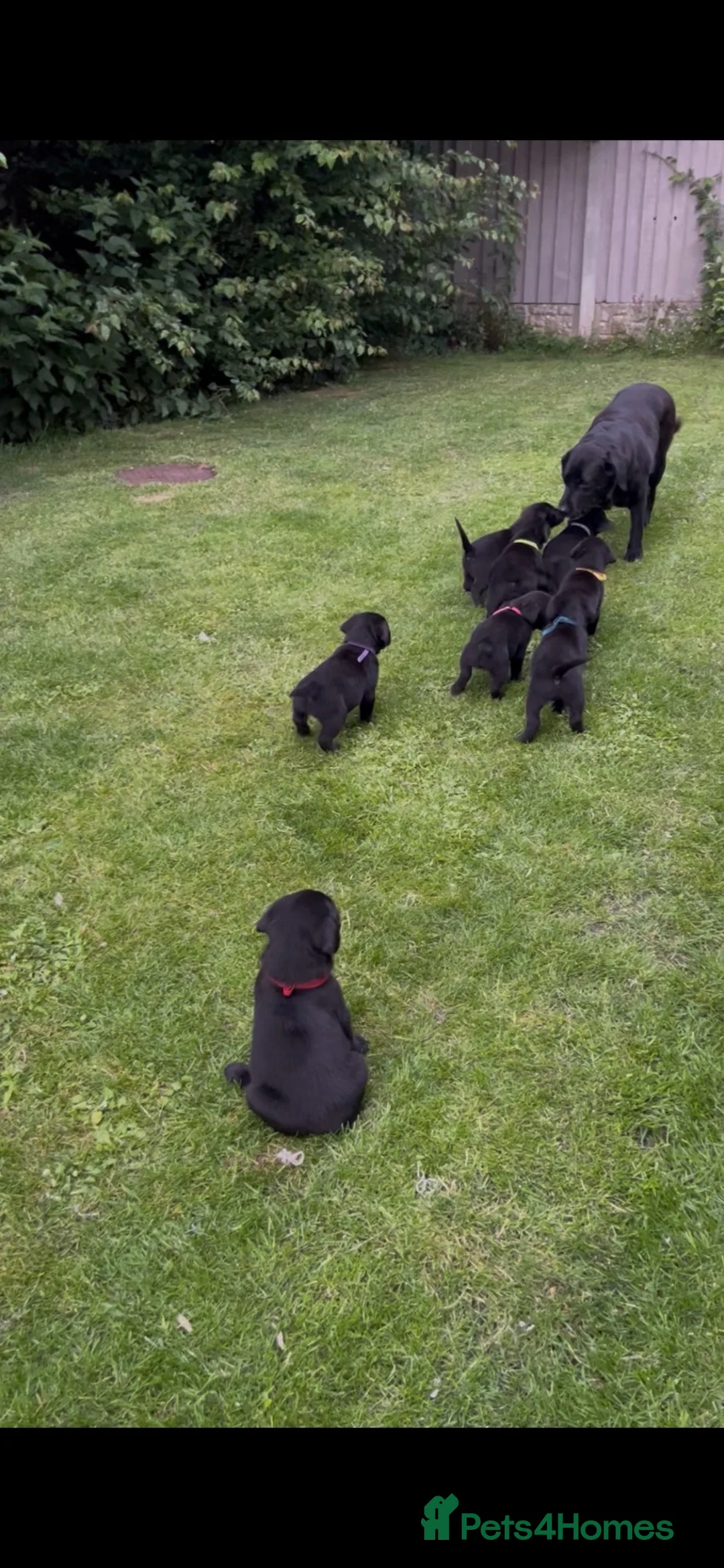 Labrador Retriever dogs for sale: RKC Black Labrador Puppies for Sale - Advert 2