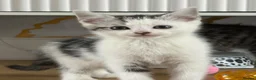 Mixed Breed cats for sale: 😺LOVELY KITTES Available for Collection Today!😺 - Advert 5