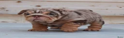 English Bulldog dogs for sale: Outstanding Litter of English Bulldogs - Advert 12