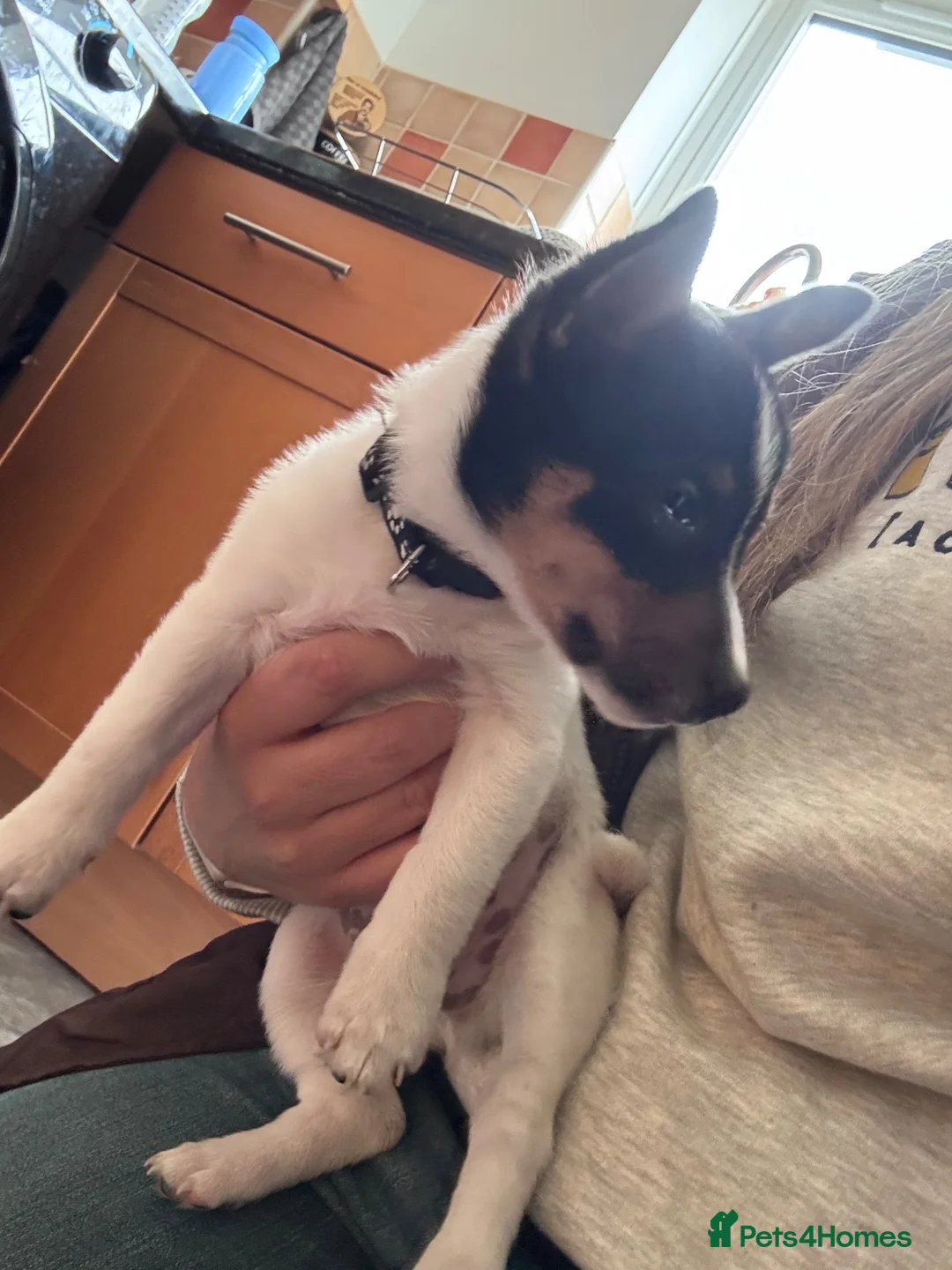 Jack Russell dogs for sale: Lovely Jack Russell puppy in Rugby - Advert 6