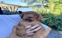 Hungarian Vizsla dogs for sale: 1 girl left of litter of 7 KC reg Vizsla pups  - Image 16