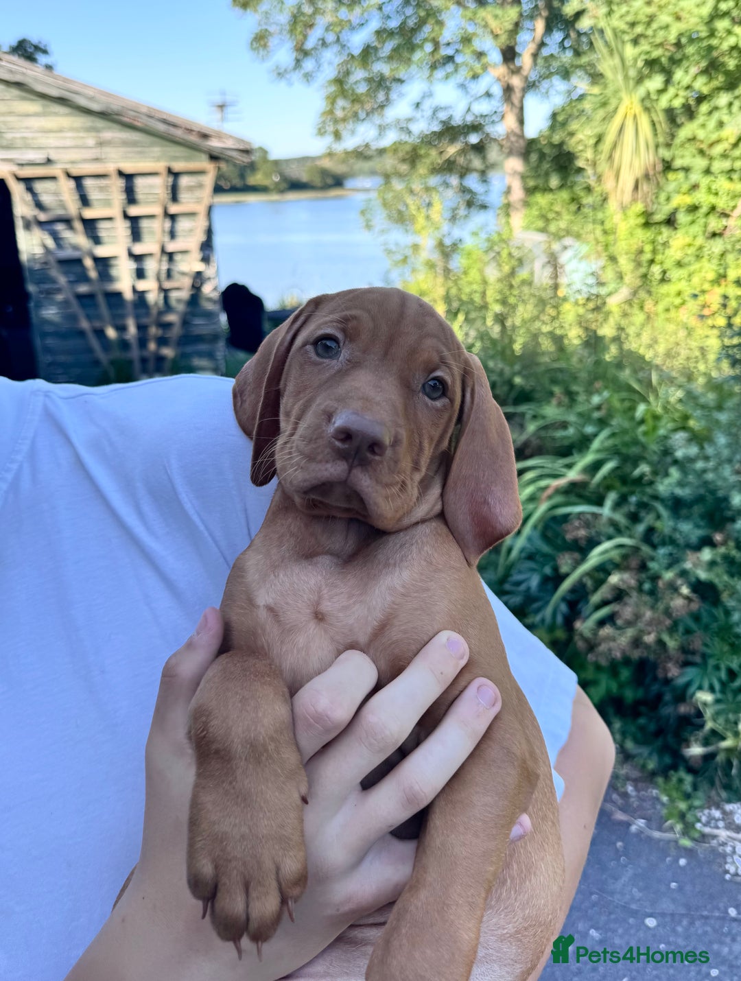 Hungarian Vizsla dogs for sale: 1 girl left of litter of 7 KC reg Vizsla pups  - Image 16