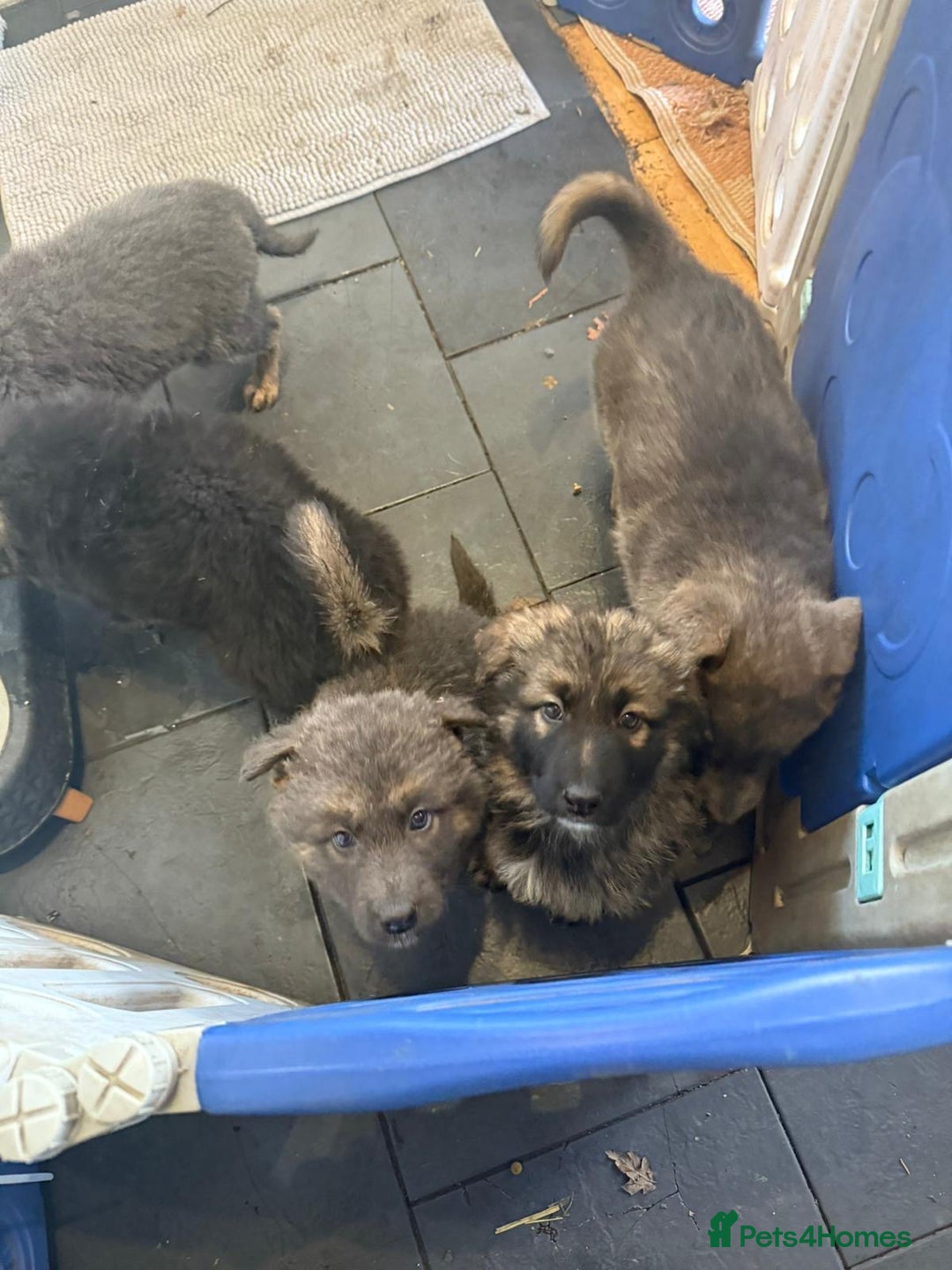 German Shepherd dogs for sale: German shepherd puppies - Advert 15