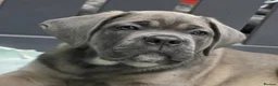 Cane Corso dogs for sale: Excellent Bloodline Cane Corso Puppies for Sale - Advert 16