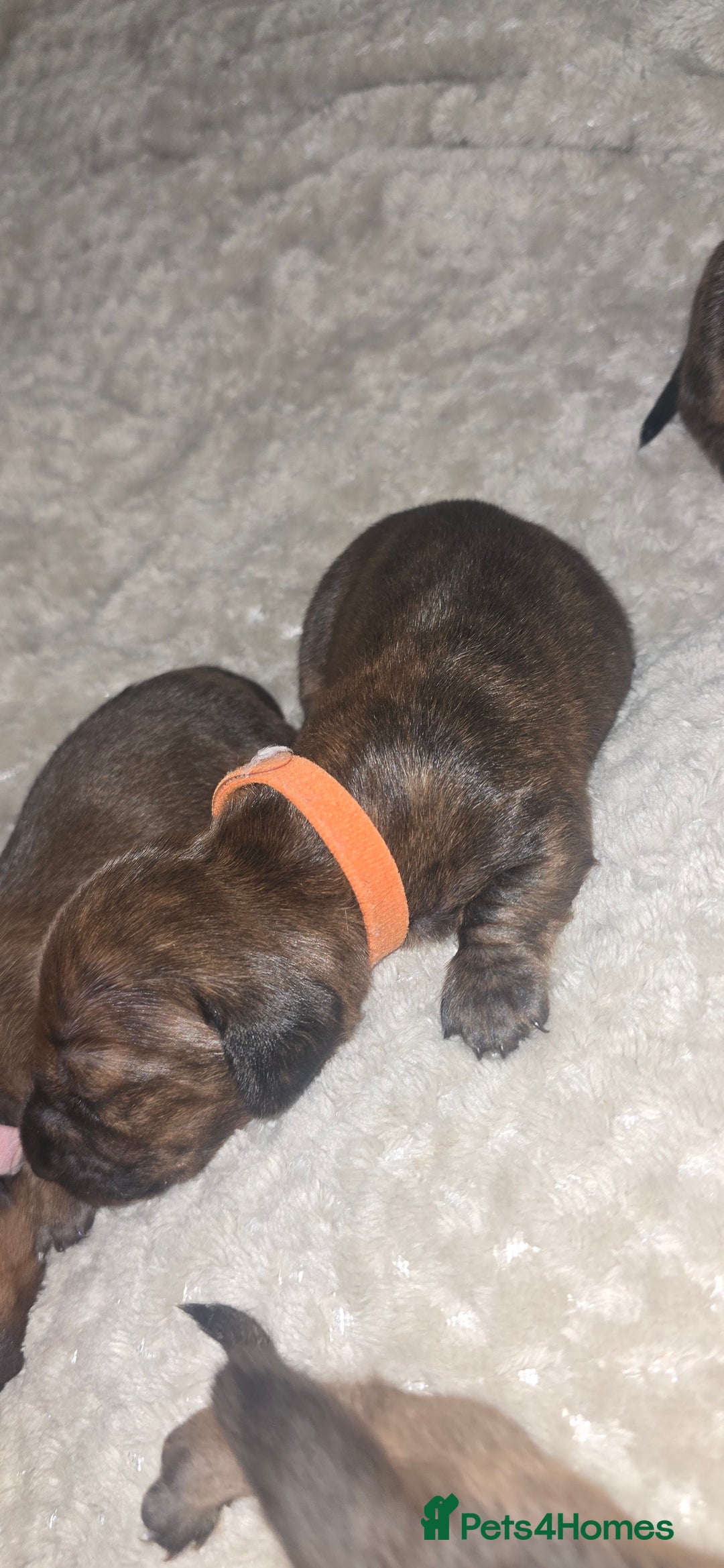 Miniature Dachshund dogs for sale: Miniature dachshund  - Image 17