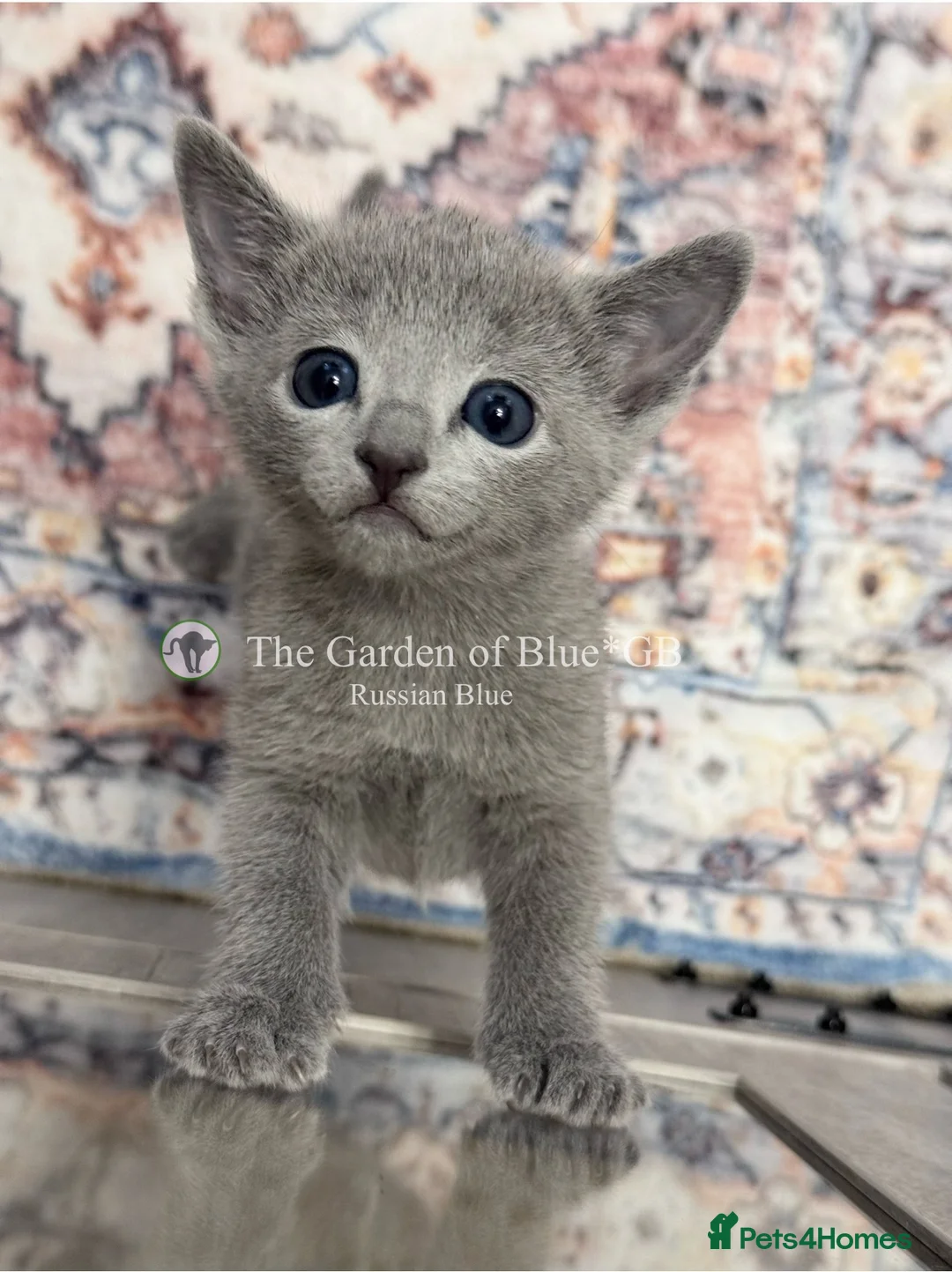 Russian Blue cats for sale: Stunning Russian Blue boy kitten  - Advert 1