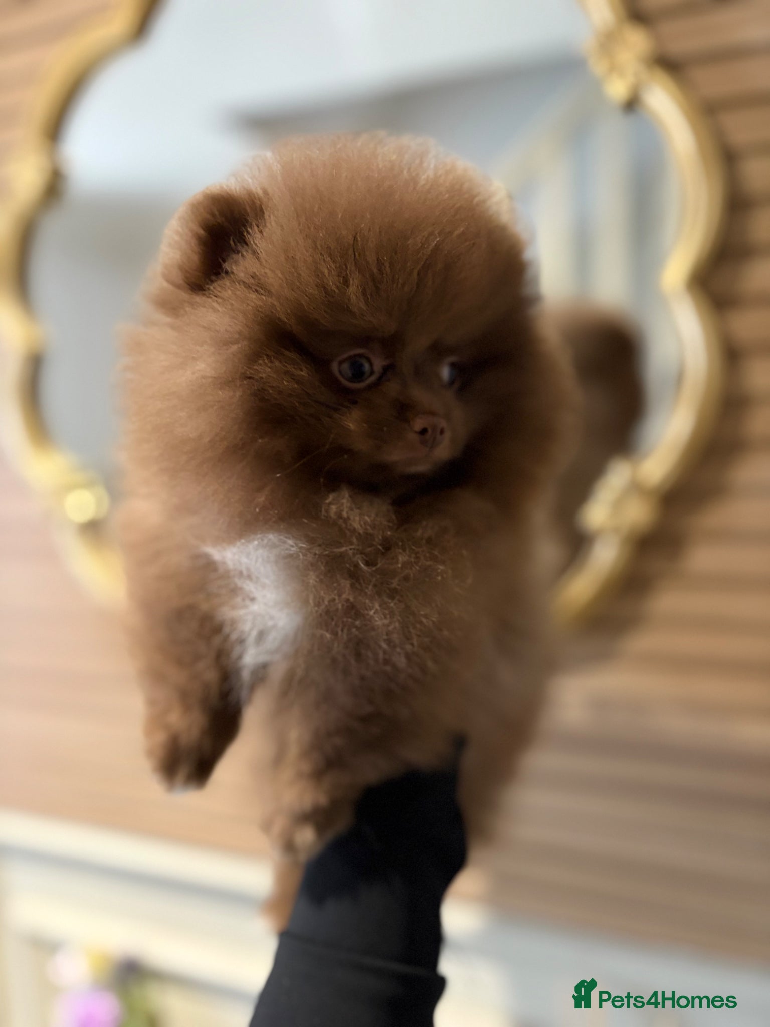 Pomeranian dogs True type Pom puppy’s KC READY TO GO🐾🤎🥰🤩🐾 - Advert 1