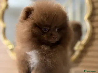 Pomeranian dogs True type Pom puppy’s KC READY TO GO🐾🤎🥰🤩🐾 - Advert 2