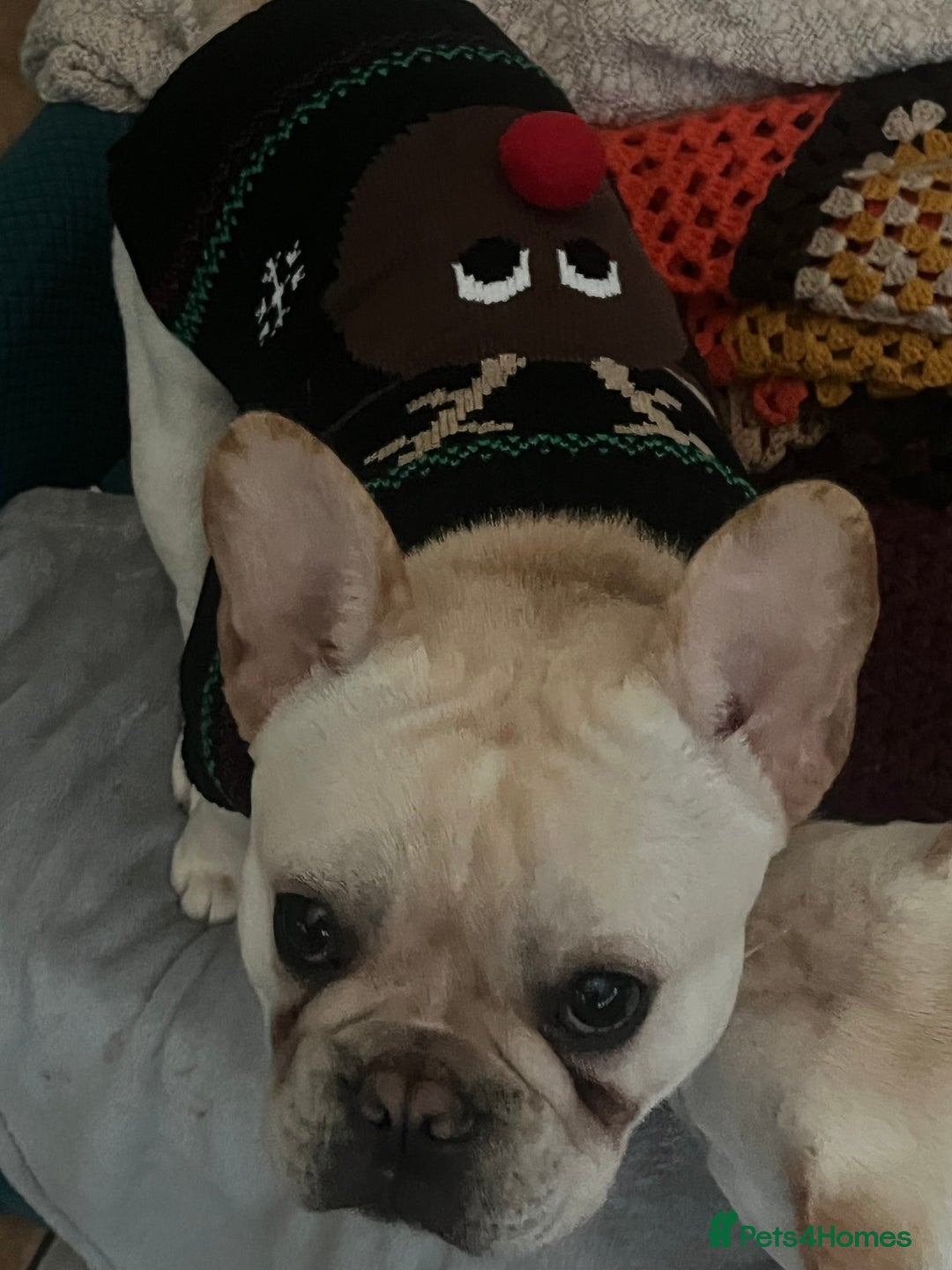 French Bulldog dogs for sale: 8 month old female French bull dog  - Advert 2