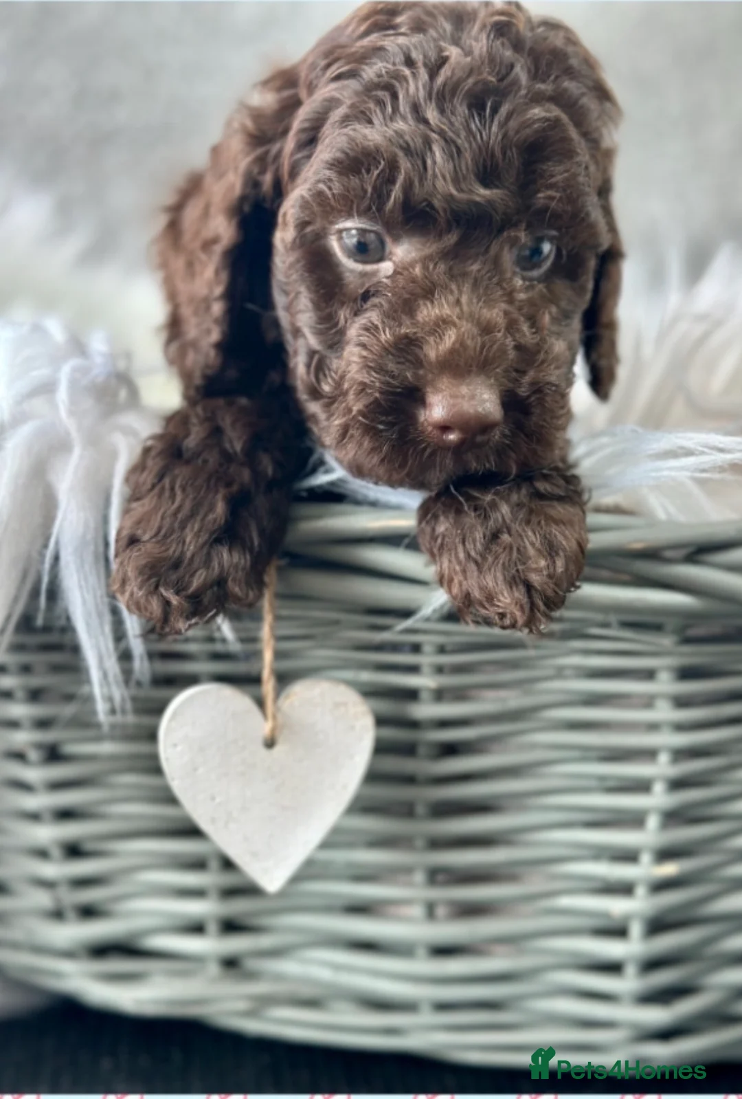 Australian Labradoodle dogs for sale: Health Tested multigen Australian labradoodles  in Ware - Advert 11