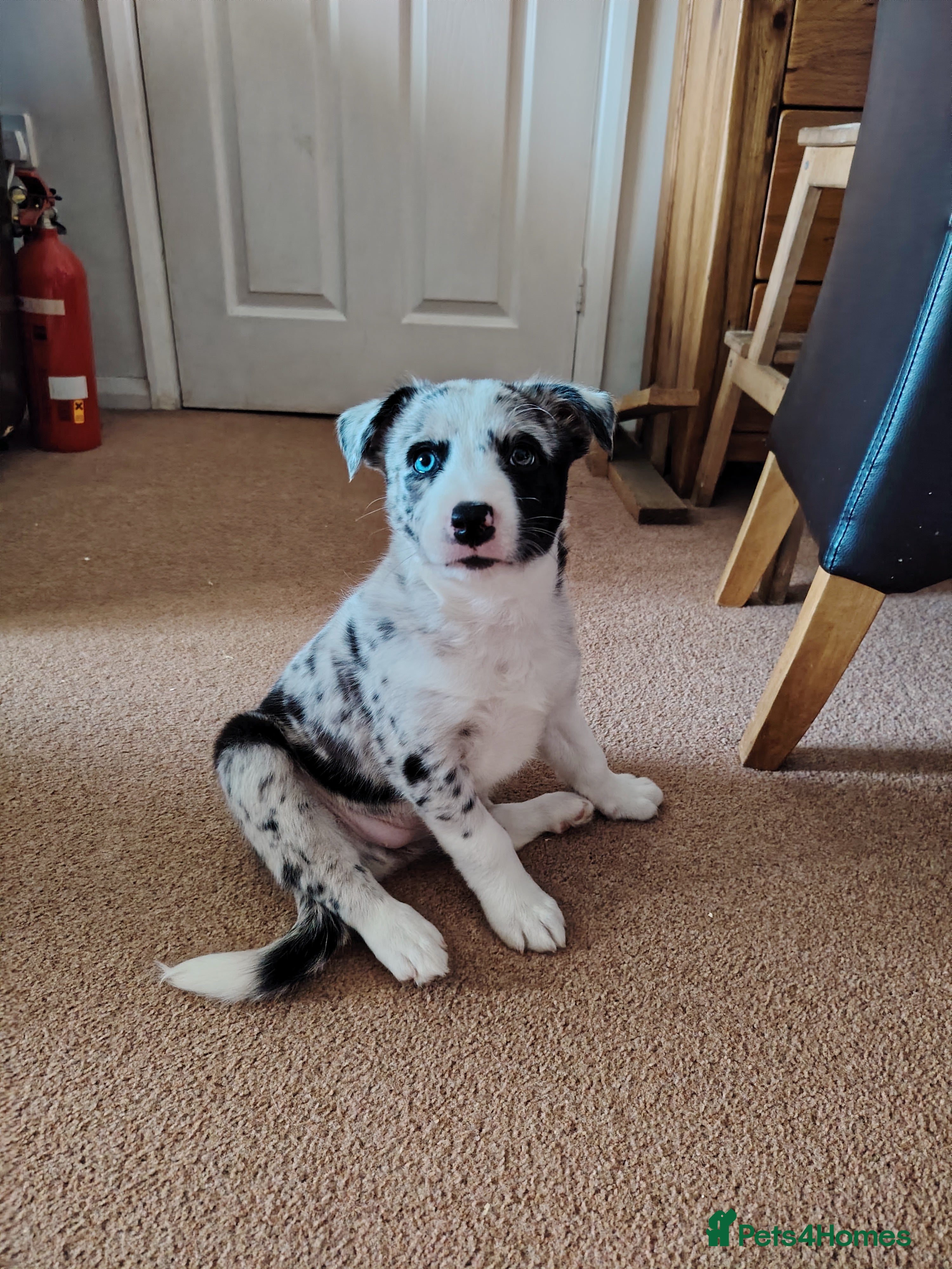 Border Collie dogs Blue merle - Advert 7