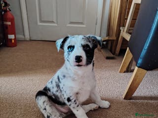 Border Collie dogs Blue merle - Advert 7