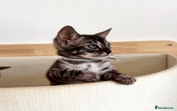 Bengal cats for sale: Rare Glitter Pedigree Bengal Female - Show Quality - Image 19
