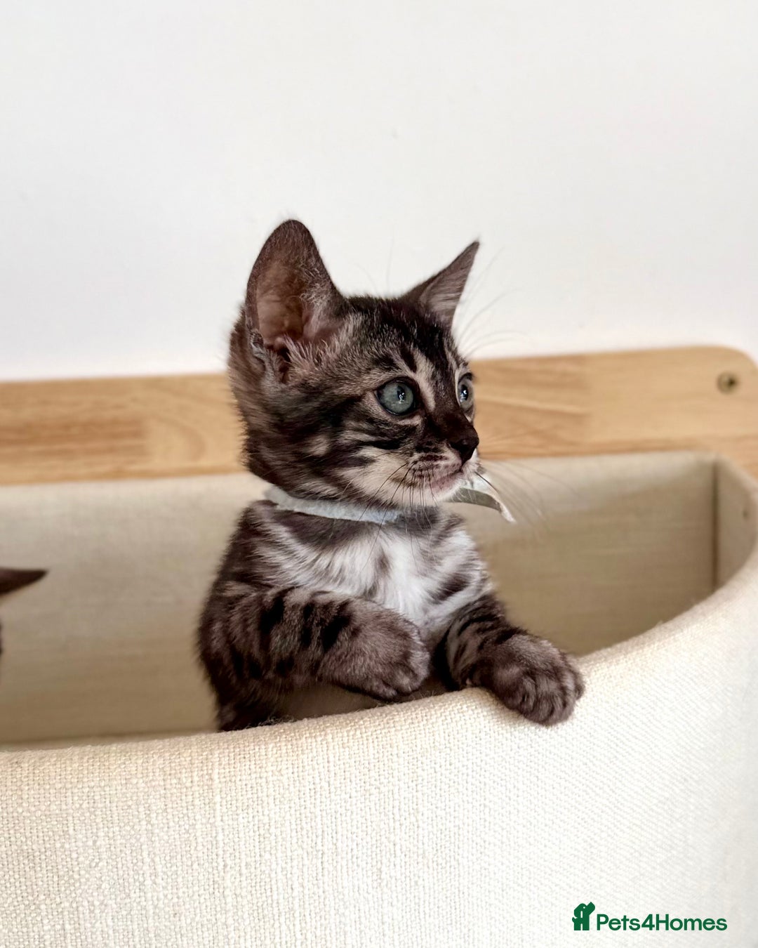 Bengal cats for sale: Rare Glitter Pedigree Bengal Female - Show Quality - Image 19