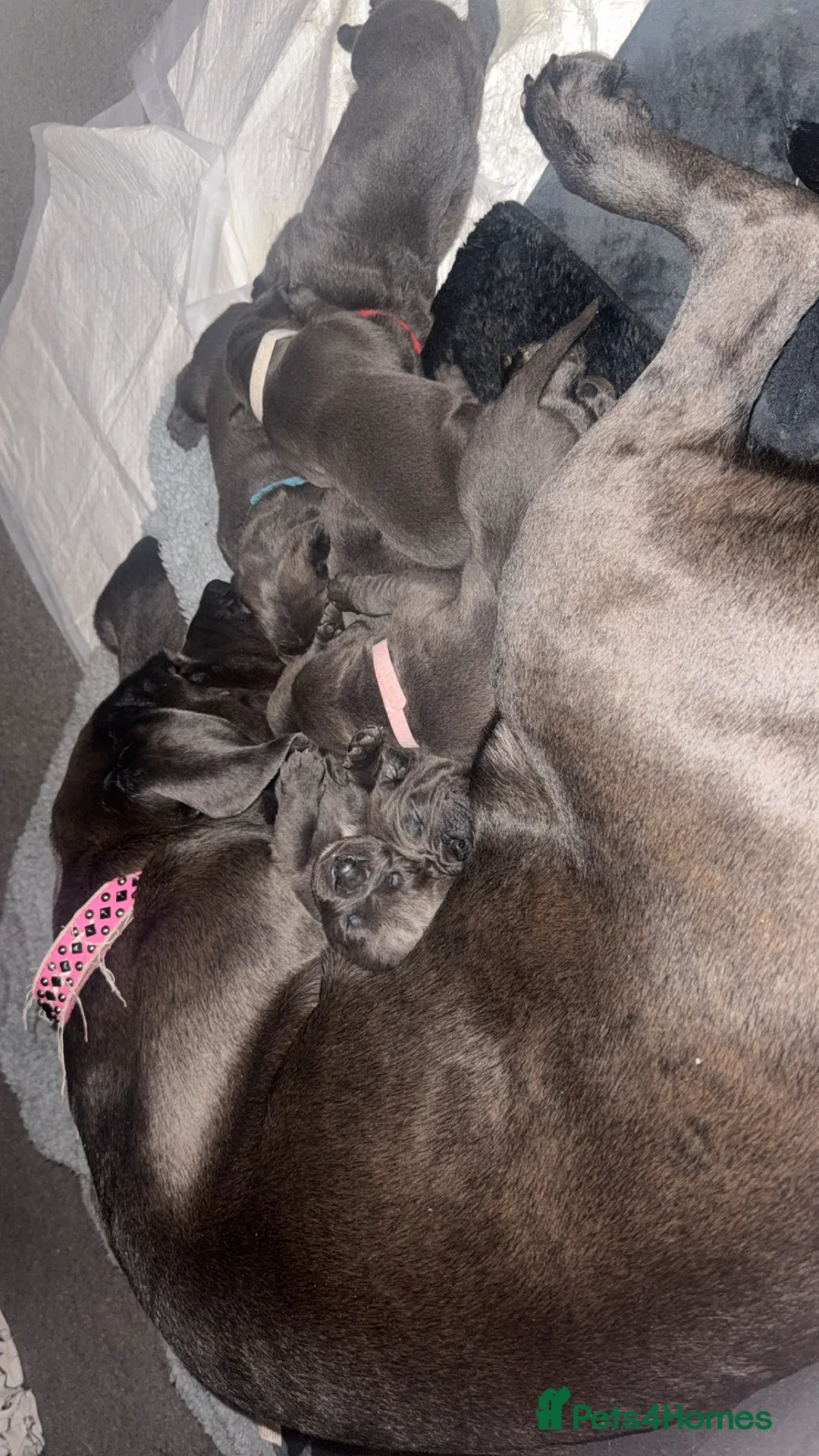 Cane Corso dogs for sale: Beautiful blue cane corsos - Advert 19