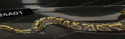 Python Snake reptiles for sale: Royal Python babies - Advert 3