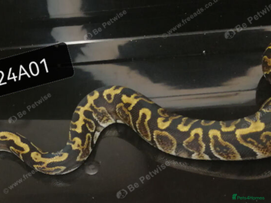 Python Snake reptiles for sale: Royal Python babies - Advert 3
