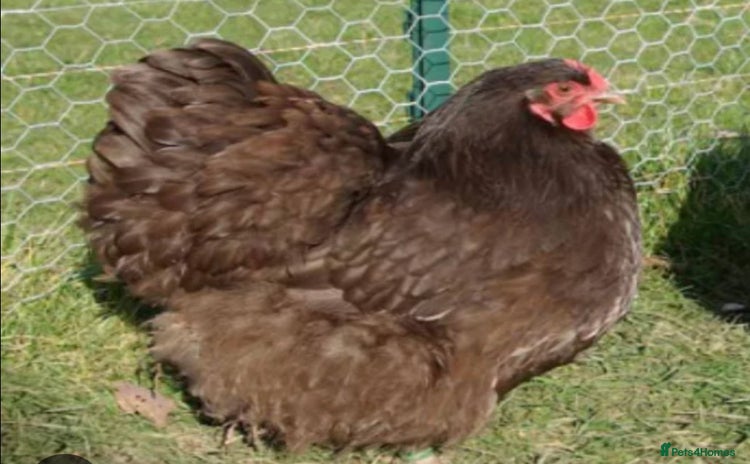 Chickens poultry - Advert 9