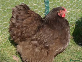 Chickens poultry - Advert 1