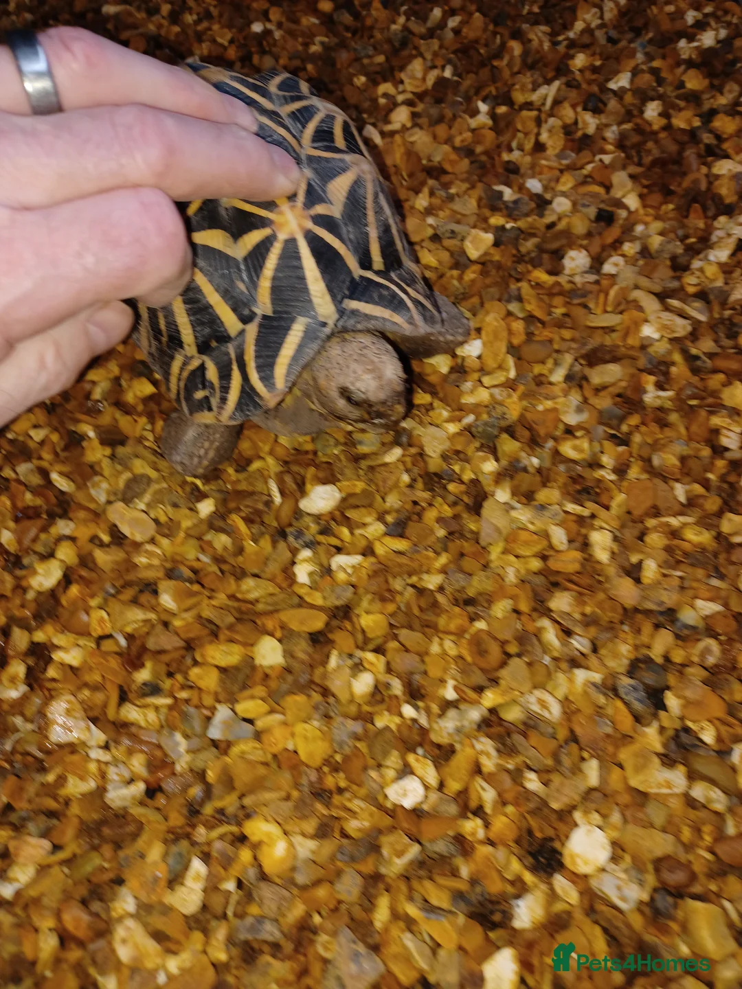 Tortoise reptiles for sale: MALE INDIAN STAR TORTOISE UK BRED 2010 - Advert 1