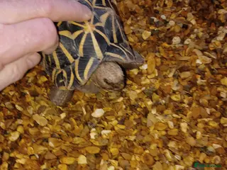 Tortoise reptiles MALE INDIAN STAR TORTOISE UK BRED 2010 - Advert 1