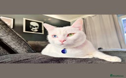 Mixed Breed cats for sale: White male cat rehome - Advert 1