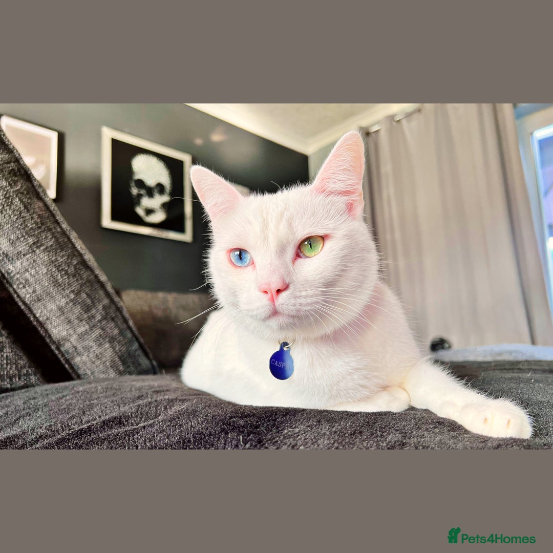 Mixed Breed cats for sale: White male cat rehome - Advert 1