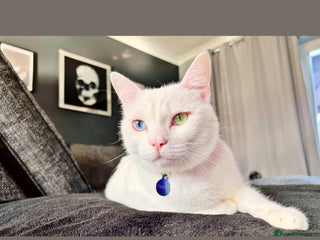 Mixed Breed cats White male cat rehome - Advert 2
