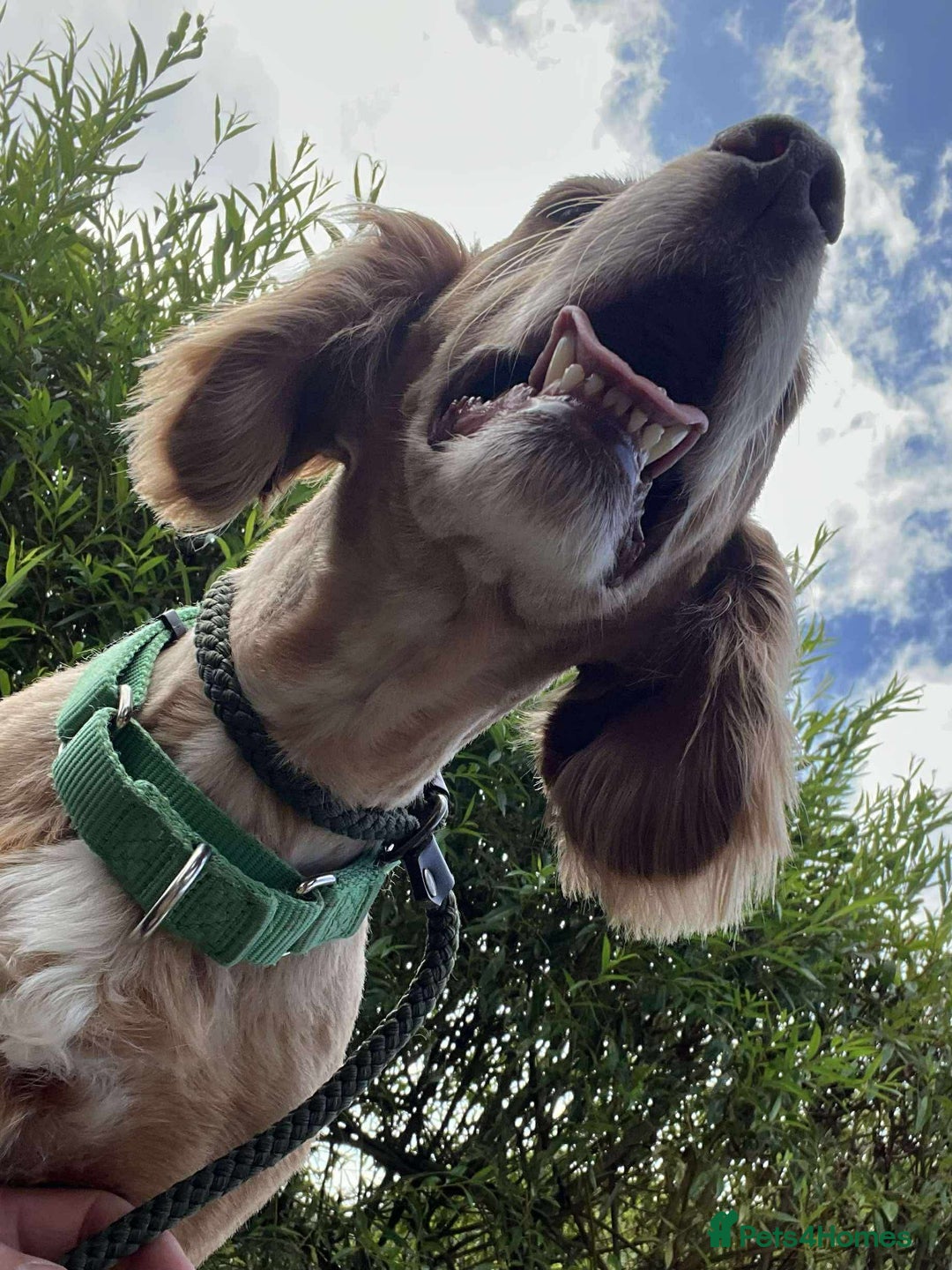 Cocker Spaniel dogs for adoption: Bob needs a loving home  - Advert 20