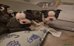 Boston Terrier dogs for sale: Superb litter of boston terriers. - Image 24