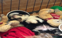 Mixed Breed dogs for sale: Fluffy Lhasa X Puppies – Family Raised! - Image 5