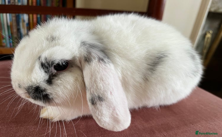 Mini Lop rabbits - Advert 3