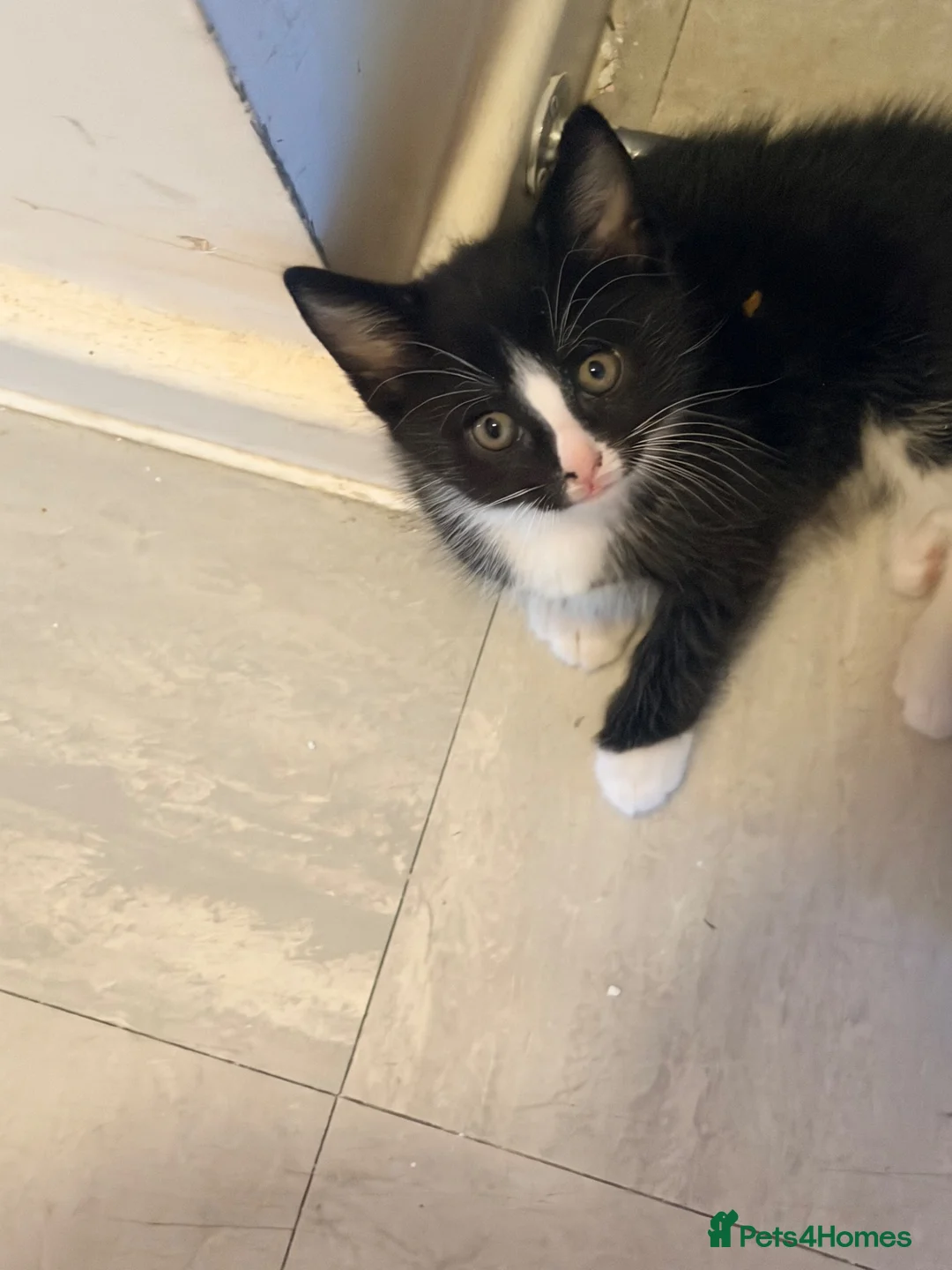 British Shorthair cats for sale: Little boy  in Watford - Advert 5