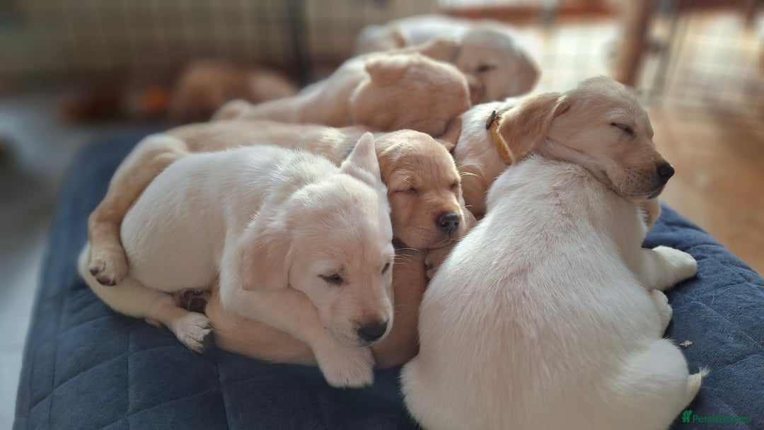 Labrador Retriever dogs for sale: Labrador puppies ready to leave. - Advert 3