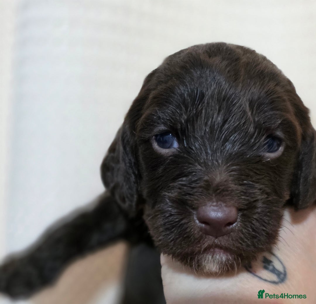 Mixed Breed dogs for sale: 2 PUPS LEFT OF mixed breed looking for new homes - Advert 13