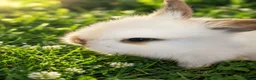 Lionhead rabbits for sale: Beautiful Lionhead Babies  - Advert 6