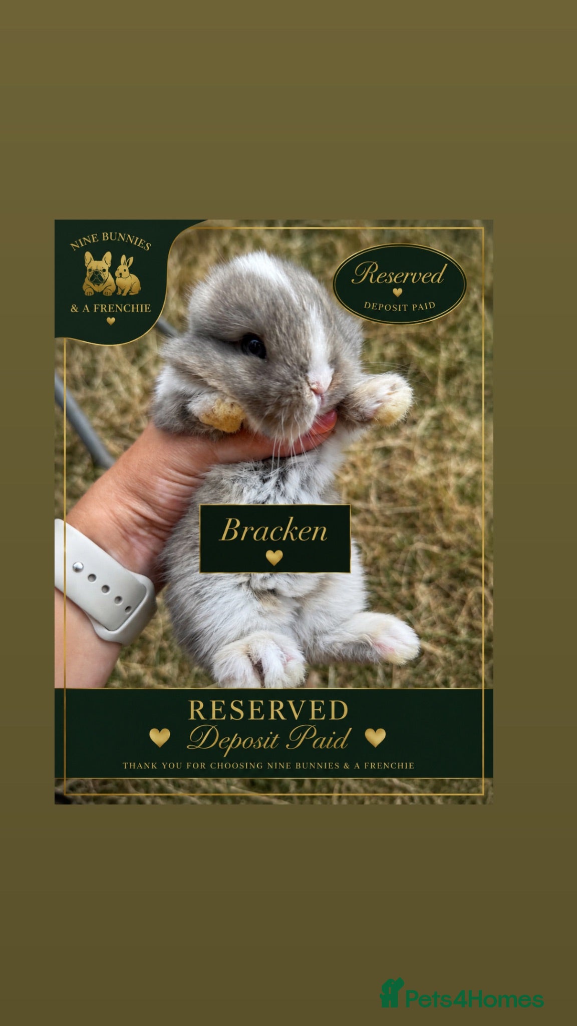Mini Lop rabbits Beautiful mini lops to reserve only TWO left  - Advert 2