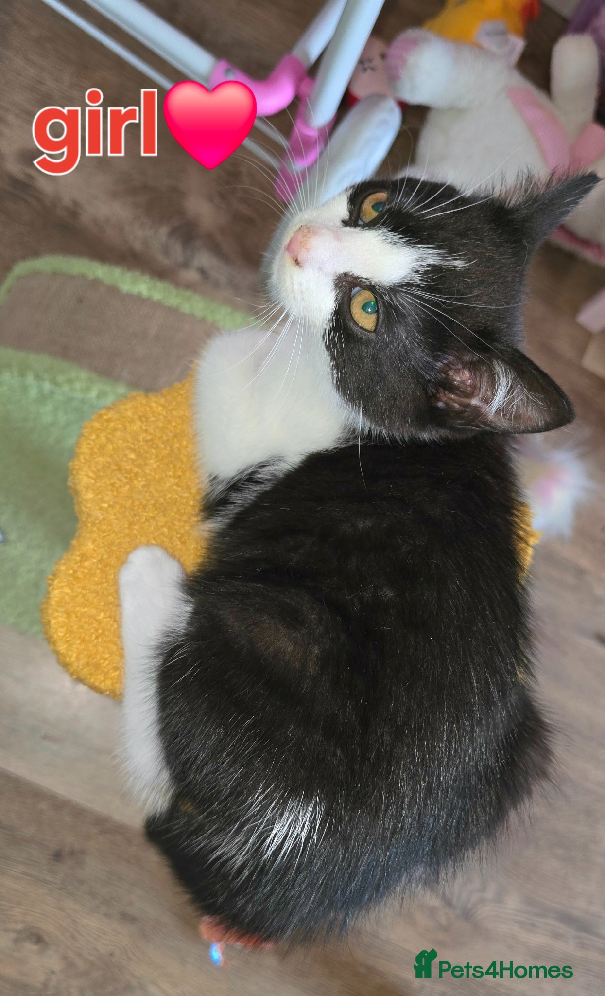 Mixed Breed Kitten 3