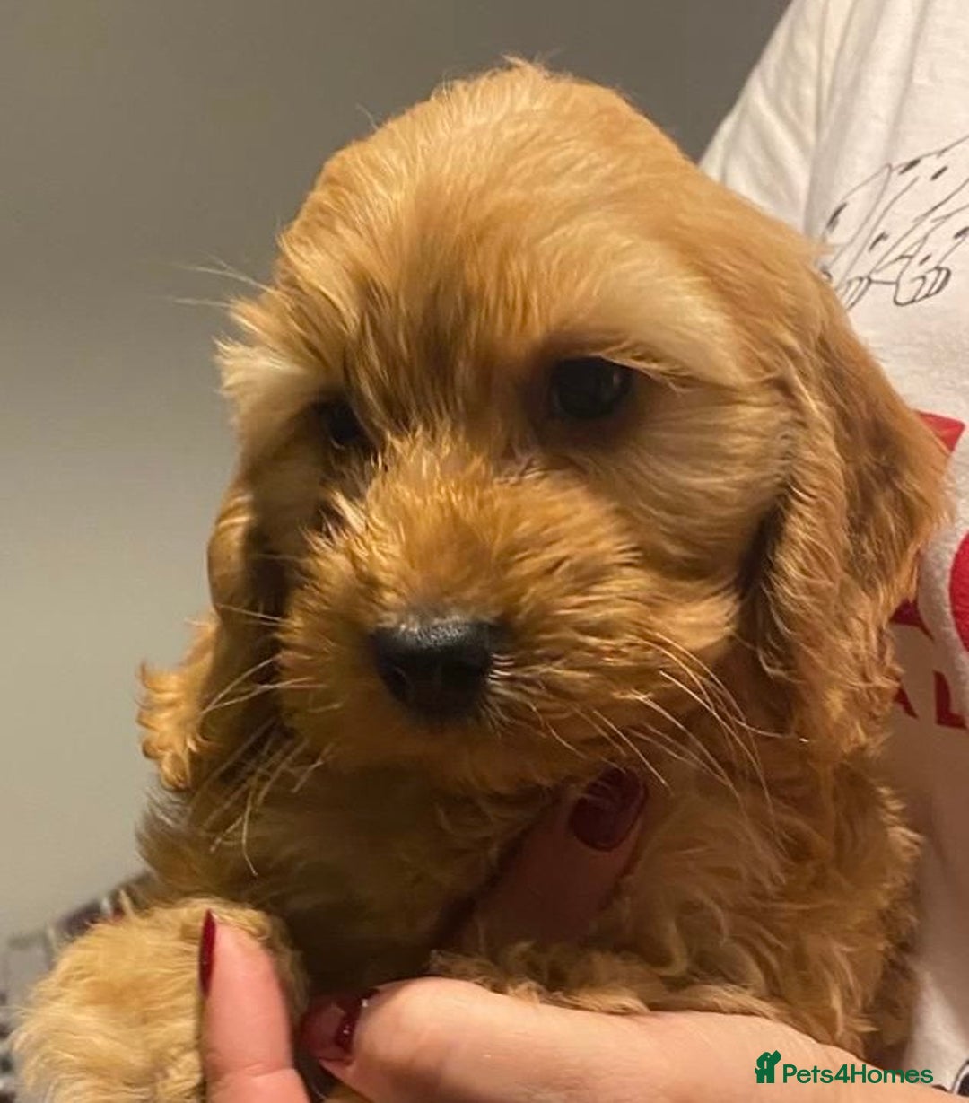 Cockapoo dogs for sale: ADORABLE COCKAPOO PUPPIES  - Advert 27