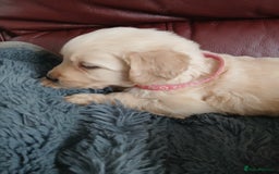 Golden Retriever dogs for sale: Cream golden retriver for sale ONLY 2 Available  - Image 8